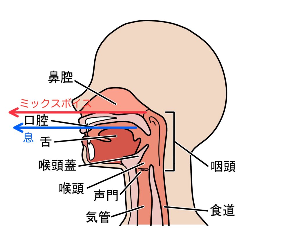 ボイトレ
ミックスボイス
地声、裏声
出し方、方法、解説
筋肉図
口腔内図
鼻腔図